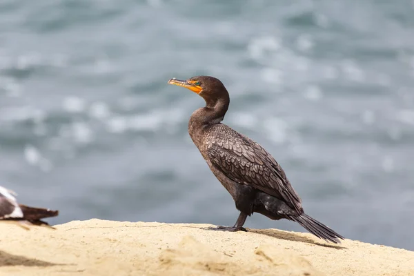 Double crested Cormorant — Stock Photo, Image