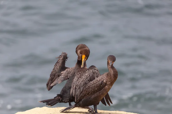 Cormorano a doppia cresta — Foto Stock