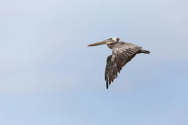 Brun pelikan (Pelecanus occidentalis)) — Stockfoto