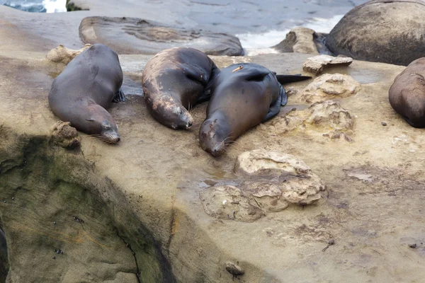 Leones del Mar de California — Foto de Stock