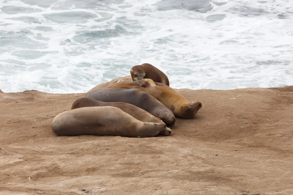 Leones del Mar de California —  Fotos de Stock