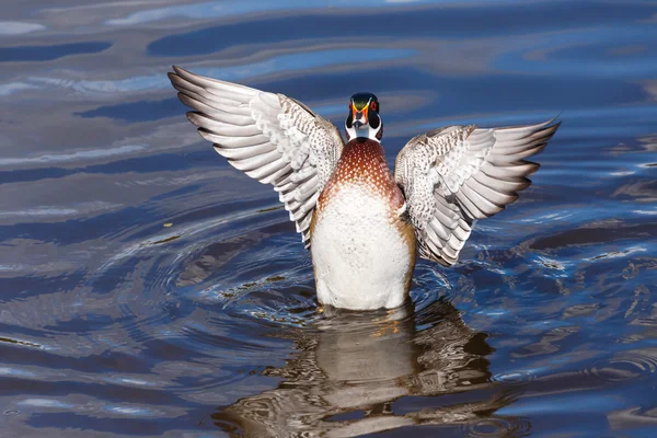 Canard en bois mâle — Photo