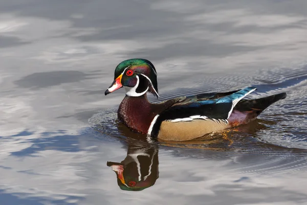 Canard en bois mâle — Photo