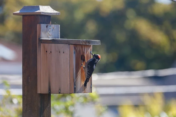 Downy woodpecker bird — Stock Photo, Image