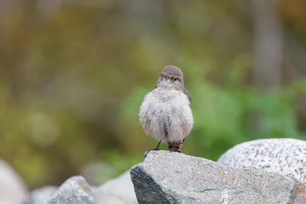 Ροκ Wren πουλί — Φωτογραφία Αρχείου