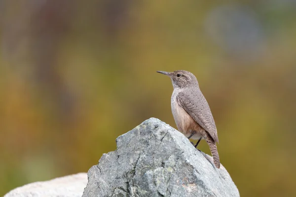 Rock Wren, ptak — Zdjęcie stockowe