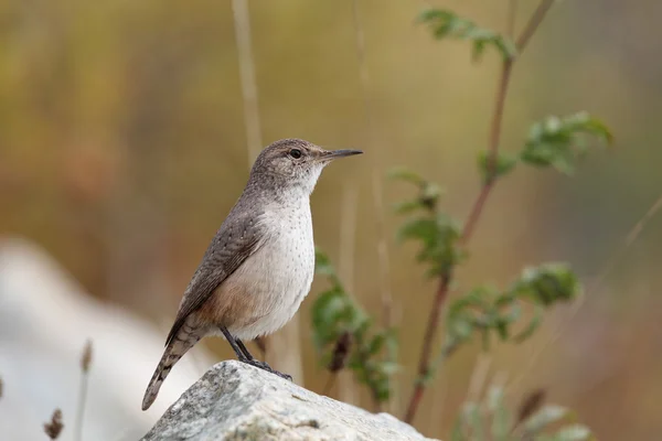 Rock Wren, ptak — Zdjęcie stockowe