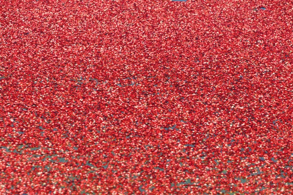 赤いクランベリーの収穫 — ストック写真