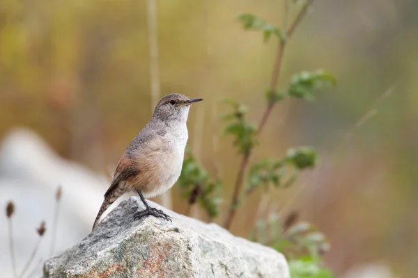 Rock Wren, ptak — Zdjęcie stockowe