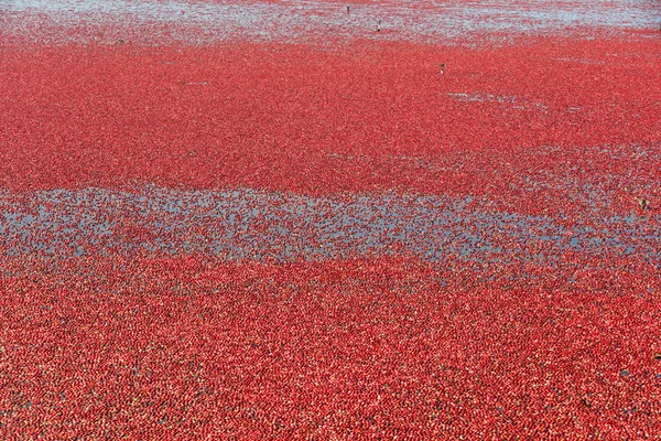 Красный урожай клюквы — стоковое фото