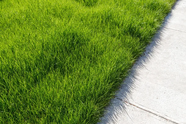 Passarela de cimento e grama verde — Fotografia de Stock