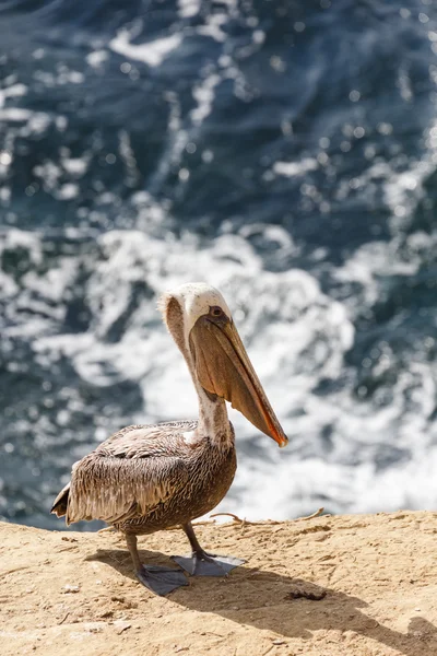 Pélican brun et mer — Photo