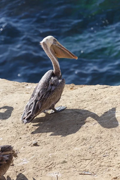 Бурый пеликан и море — стоковое фото