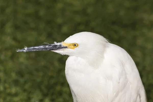 Egret nevado branco — Fotografia de Stock