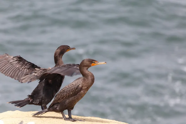 Kormoran rogaty — Zdjęcie stockowe