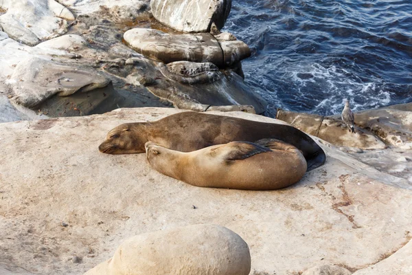 Kaliforniya deniz aslanları — Stok fotoğraf