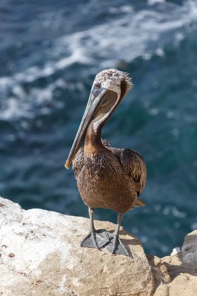 Pélican brun et mer — Photo