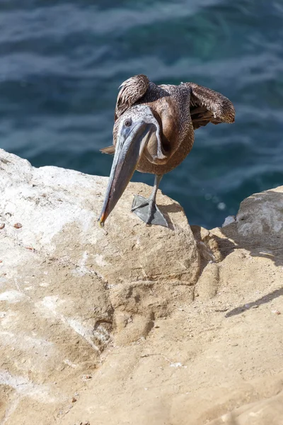Kahverengi Pelikan ve deniz — Stok fotoğraf