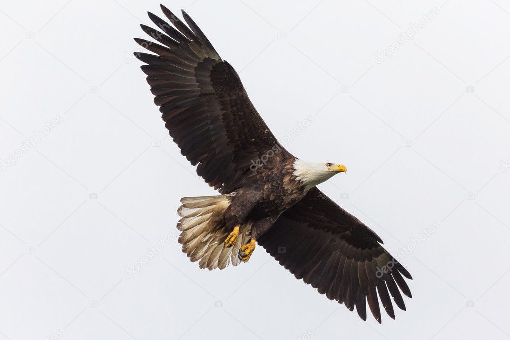 flying bald eagle  
