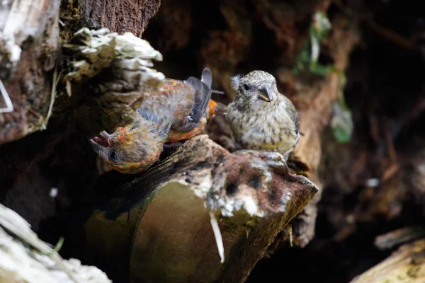 Pássaro vermelho crossbill — Fotografia de Stock