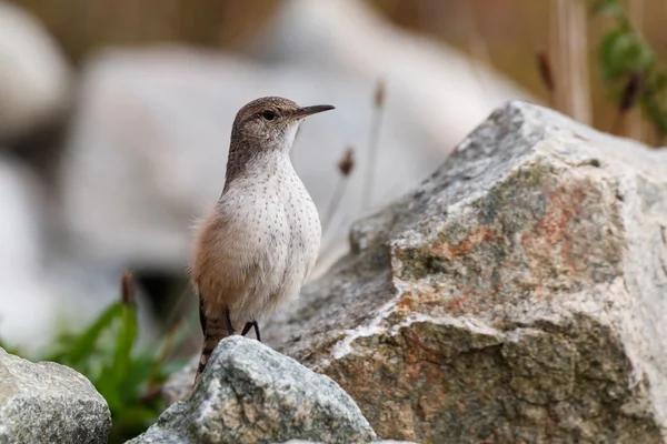 Rock Wren, ptak — Zdjęcie stockowe