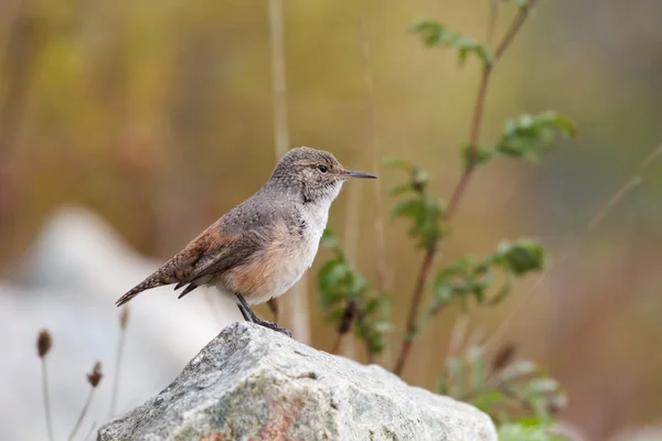 Pássaro Rock Wren — Fotografia de Stock