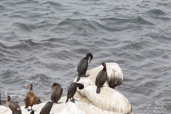 Cormorans de Brandt oiseau — Photo