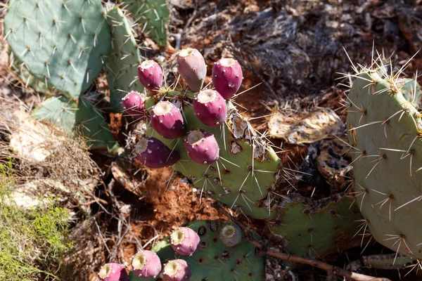 Prickly pears with fruits Royalty Free Stock Images