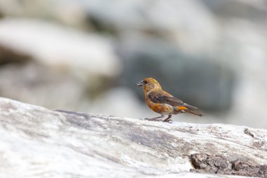 Kırmızı çaprazgaga kuş