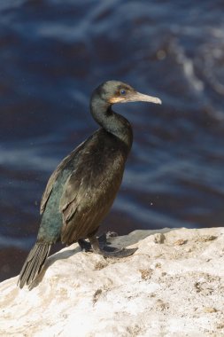 Brandt's Cormorants clipart