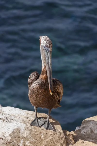 Kahverengi Pelikan kuşu — Stok fotoğraf
