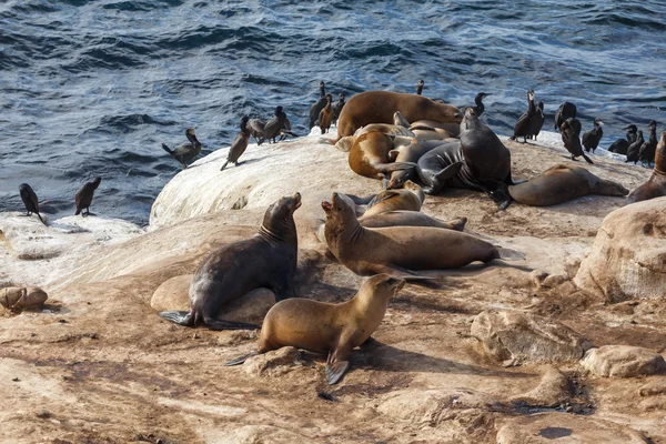 Leones del Mar de California —  Fotos de Stock