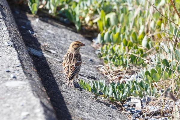 A Lapland Longspur — Stock Photo, Image