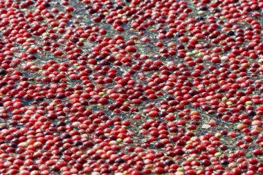 Kırmızı kızılcık hasat