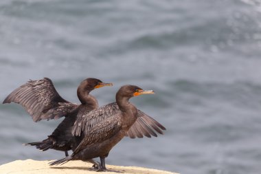 Çift Tepeli karabatak