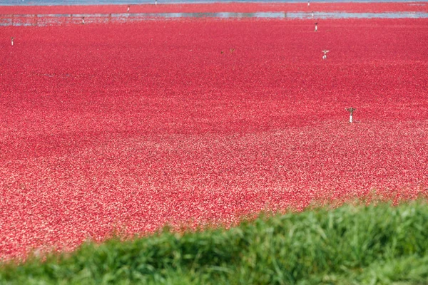 Kırmızı kızılcık hasat — Stok fotoğraf