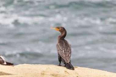 Çift Tepeli karabatak