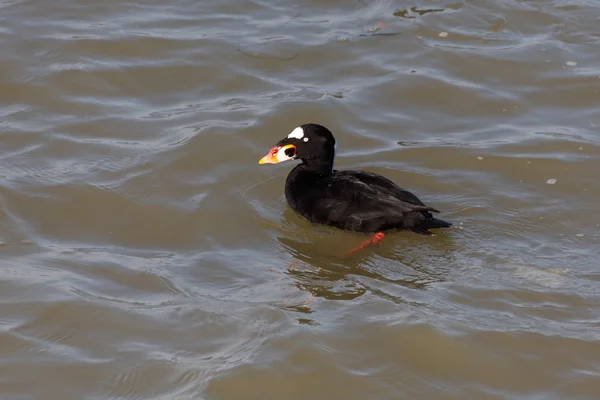 a surf scoter