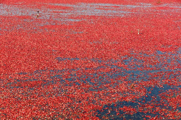 Kırmızı kızılcık hasat — Stok fotoğraf