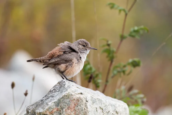 Střízlík skalní — Stock fotografie