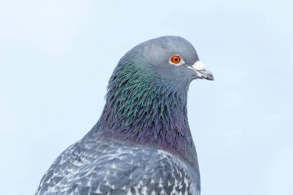 Rock Pigeon εσωτερικη — Φωτογραφία Αρχείου