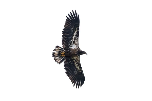 Junges Weißkopfseeadler im Flug — Stockfoto