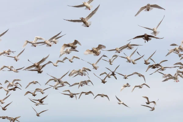 飛行中のカモメの様々 な種の群れ — ストック写真