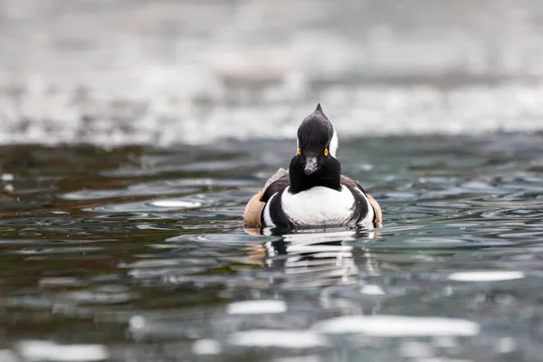 Kukuletalı bir Merganser — Stok fotoğraf