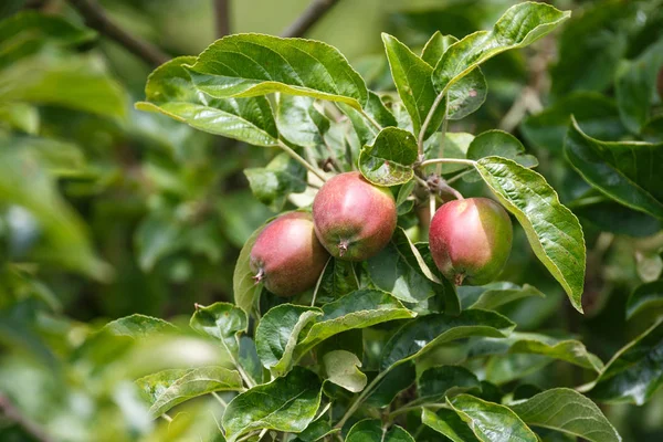 Manzana en rama — Foto de Stock