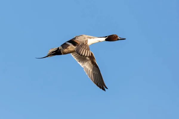 Een noordelijke pintail — Stockfoto