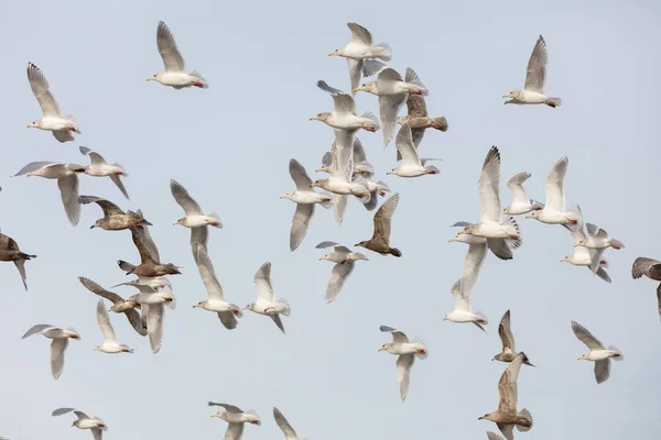 Bandada de varias especies de gaviotas en vuelo —  Fotos de Stock