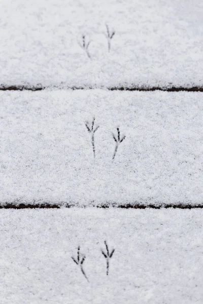 Πουλί ίχνη σε φρέσκο χιόνι — Φωτογραφία Αρχείου