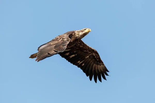 Молодой лысый орлан в полёте — стоковое фото