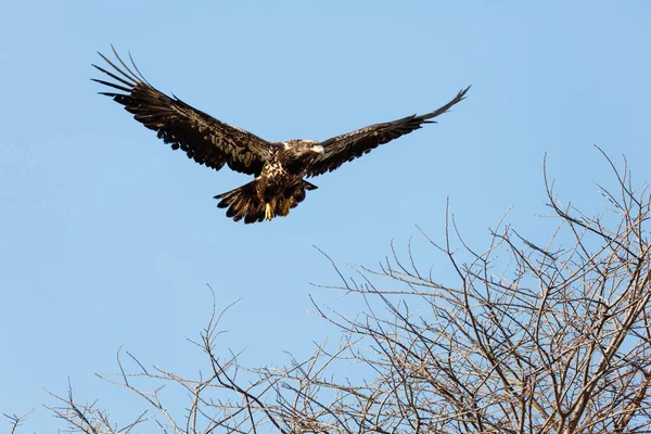 Juvenile Bald Eagle in Flight — Stock Photo, Image